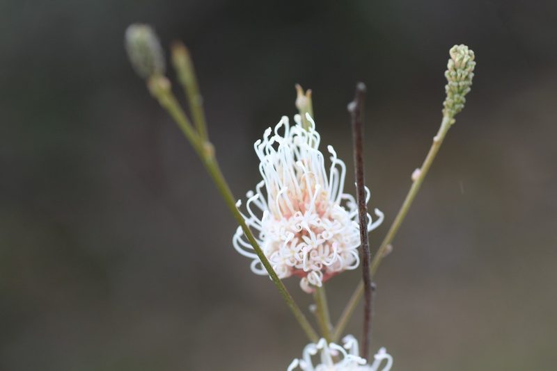 Grevillea endlicheriana, photographed by Hugo Innes