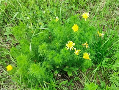 Adonis vernalis, photographed by Yurii Basov