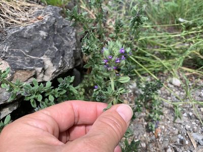Clinopodium acinos, photographed by Katrin Simon