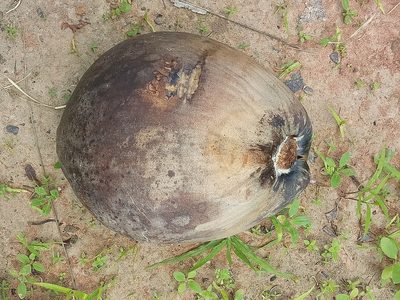 Cocos nucifera, photographed by Wutthichayapartith Rasvara Nangkasamarinile