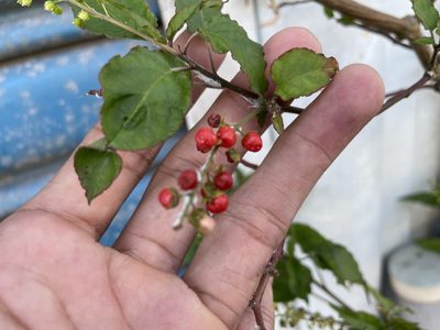 Rivina humilis, photographed by chen ying-hsiao