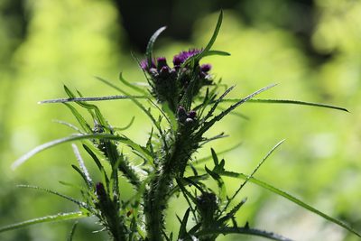 Cirsium palustre, photographed by Bee Together