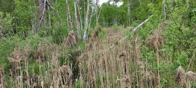 Phragmites australis, photographed by Yurii Basov