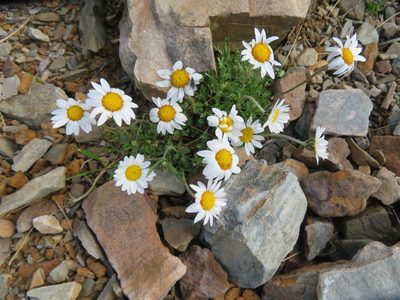 Leucanthemopsis alpina, photographed by Marco Mussita
