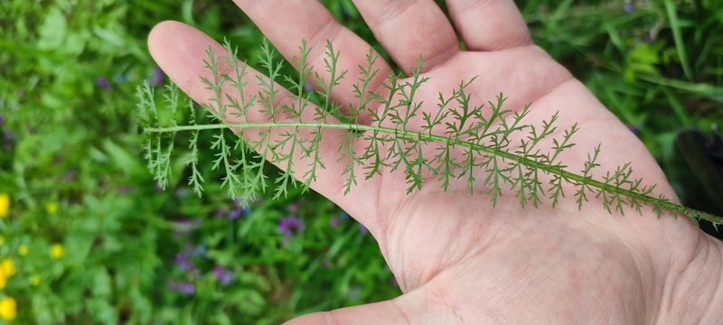 Achillea asiatica, photographed by Yurii Basov