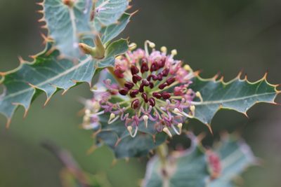 Hakea amplexicaulis, photographed by Hugo Innes