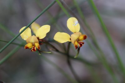 Diuris porrifolia, photographed by Hugo Innes