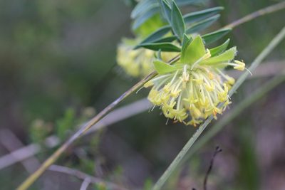 Pimelea suaveolens, photographed by Hugo Innes