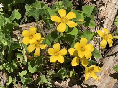 Oxalis suksdorfii, photographed by Aaron Liston