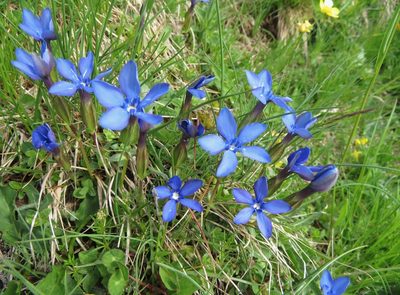 Gentiana verna, photographed by Marco Mussita