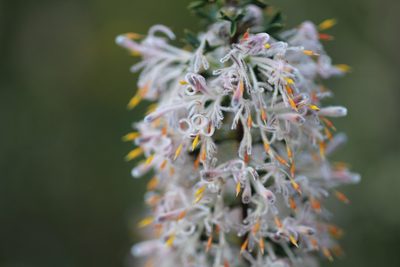 Petrophile biloba, photographed by Hugo Innes