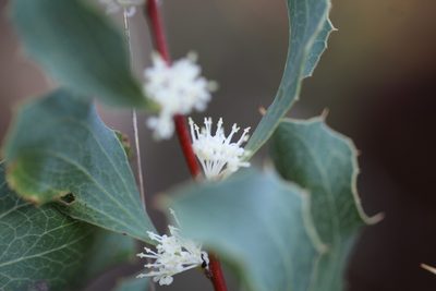 Hakea undulata, photographed by Hugo Innes
