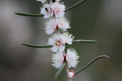 Hypocalymma angustifolium, photographed by Hugo Innes