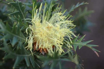 Banksia armata, photographed by Hugo Innes