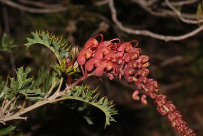 Grevillea bipinnatifida, photographed by Hugo Innes