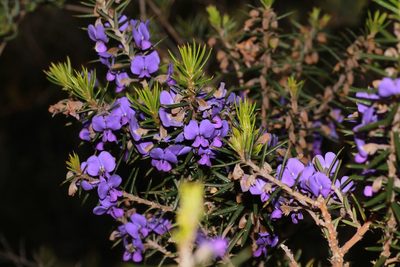 Hovea pungens, photographed by Hugo Innes
