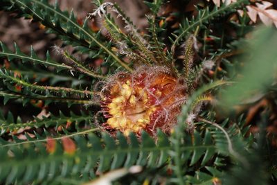 Banksia dallanneyi, photographed by Hugo Innes