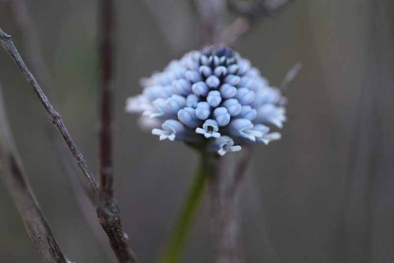 Conospermum huegelii, photographed by Hugo Innes