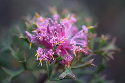 Isopogon dubius, photographed by Hugo Innes