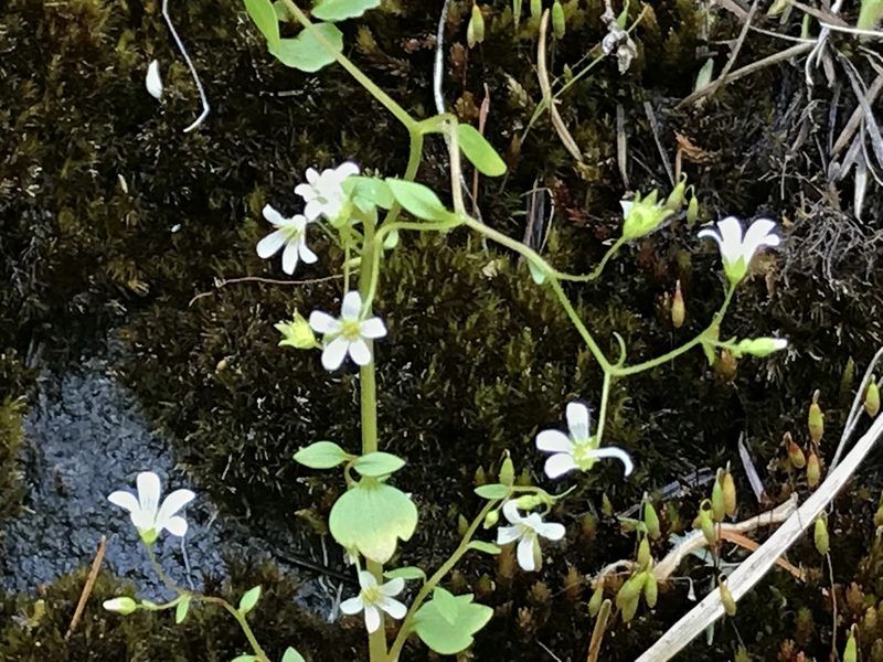 Cascadia nuttallii, photographed by Aaron Liston
