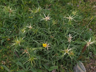 Centaurea calcitrapa, photographed by carnifex