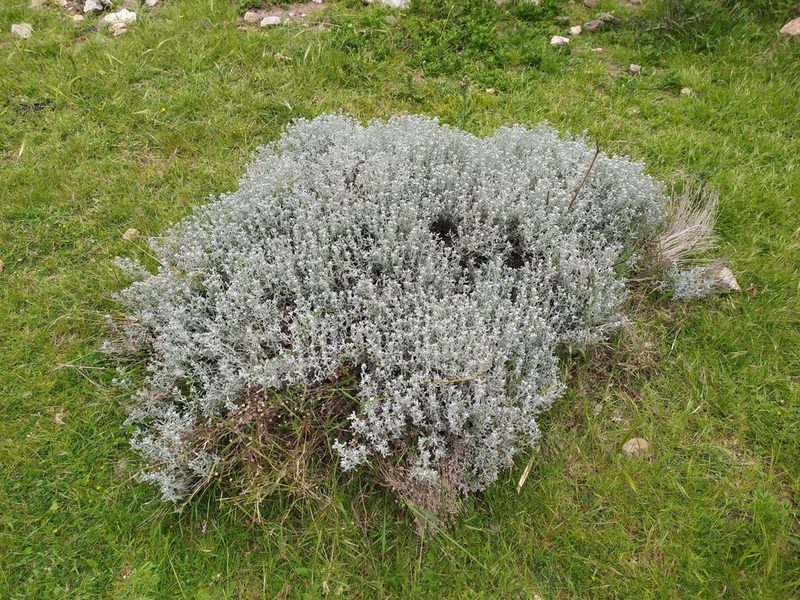 Santolina magonica, photographed by carnifex