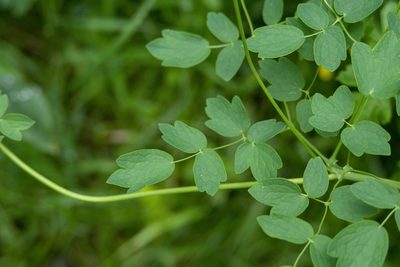 Thalictrum aquilegiifolium, photographed by Conrad Altmann