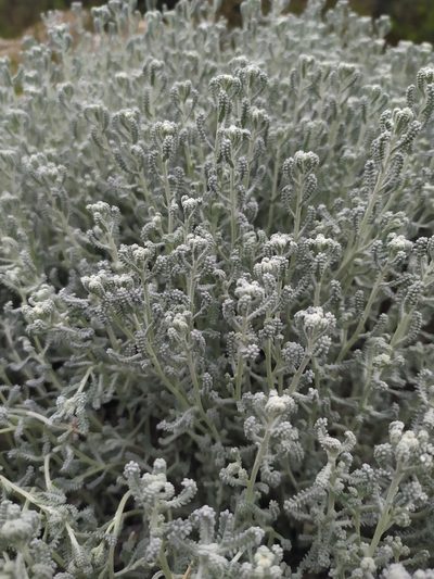 Santolina magonica, photographed by carnifex