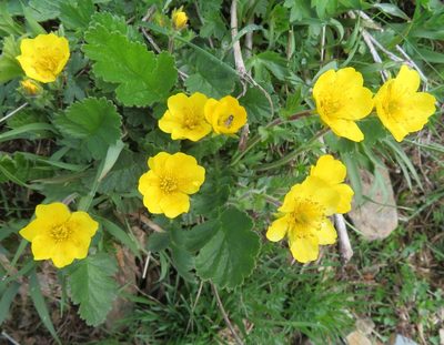 Geum montanum, photographed by Marco Mussita