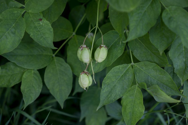 Staphylea pinnata, photographed by Conrad Altmann