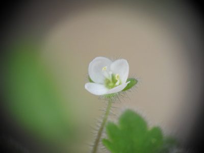 Veronica cymbalaria, photographed by Yves Bas