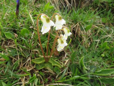 Pinguicula alpina, photographed by Marco Mussita