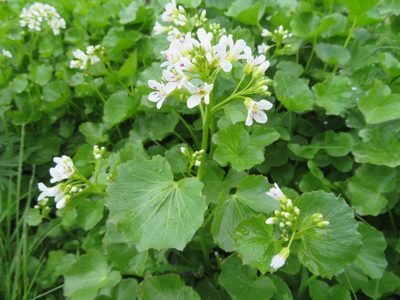 Cardamine asarifolia, photographed by Marco Mussita
