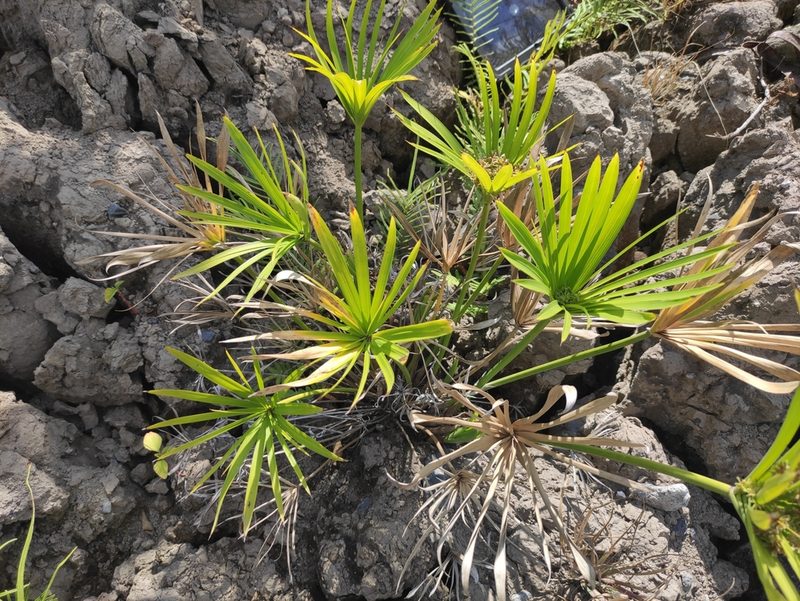 Cyperus alternifolius, photographed by Augustin Soulard