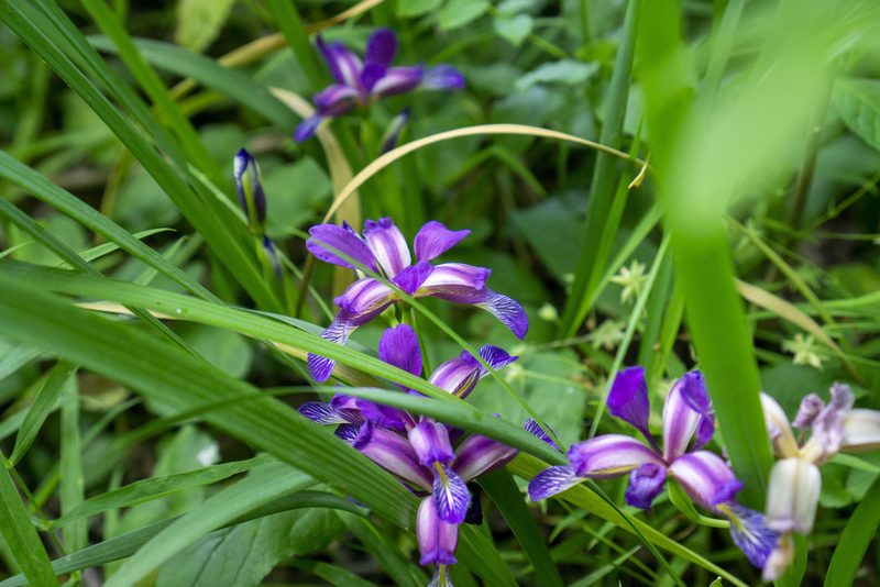 Iris graminea, photographed by Conrad Altmann