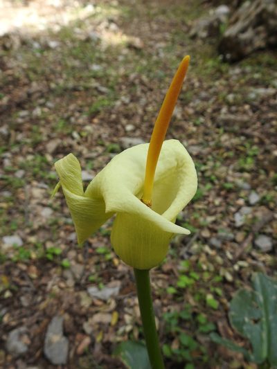 Arum creticum, photographed by Yves Bas
