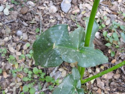 Arum creticum, photographed by Yves Bas