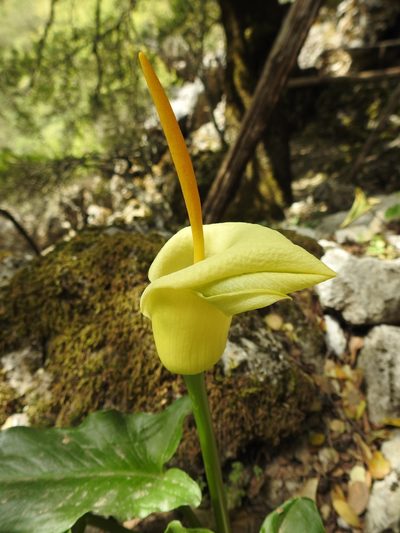 Arum creticum, photographed by Yves Bas