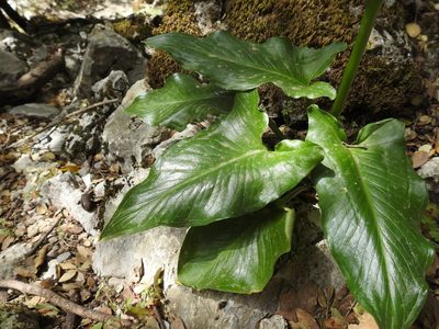 Arum creticum, photographed by Yves Bas