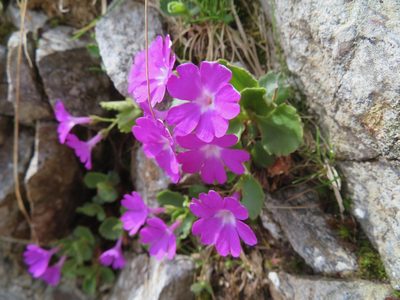 Primula hirsuta, photographed by Marco Mussita
