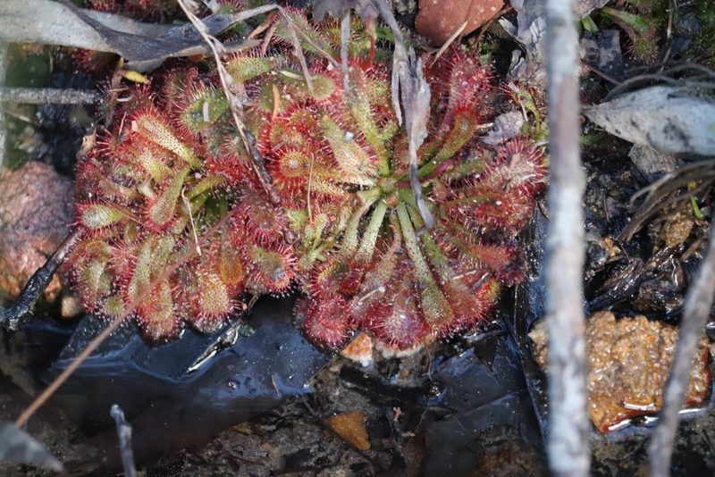 Drosera spatulata, photographed by Liam southwell