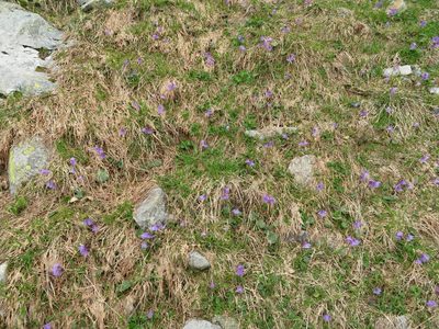 Soldanella alpina, photographed by Marco Mussita