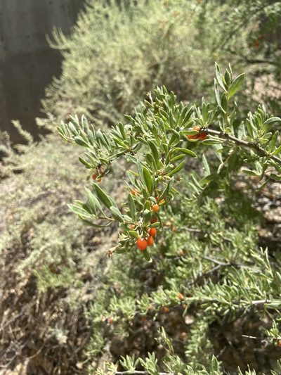 Lycium torreyi, photographed by Lucian Davis