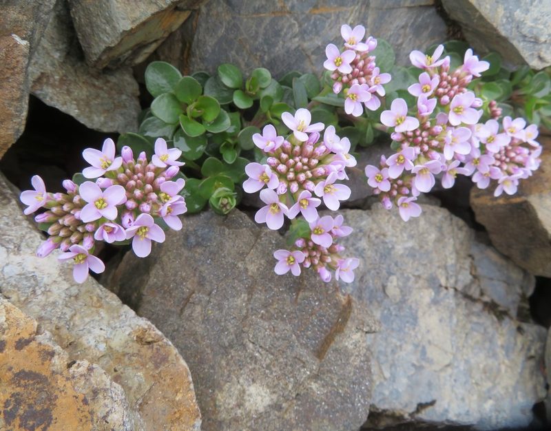 Noccaea rotundifolia, photographed by Marco Mussita