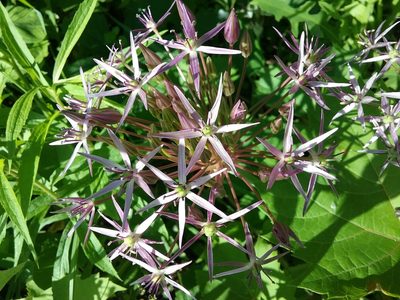 Allium cristophii
