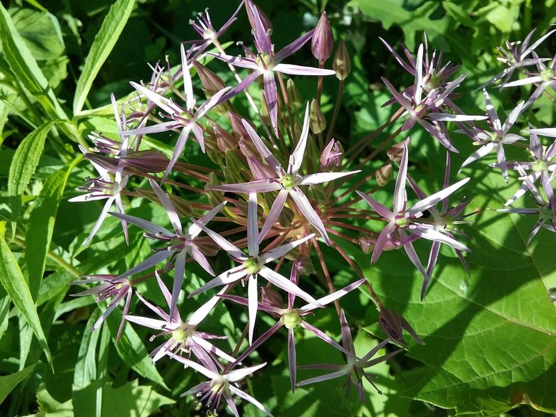 Allium cristophii, photographed by Mary Crickmore