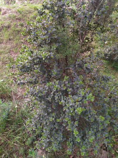 Rhamnus ludovici-salvatoris, photographed by carnifex