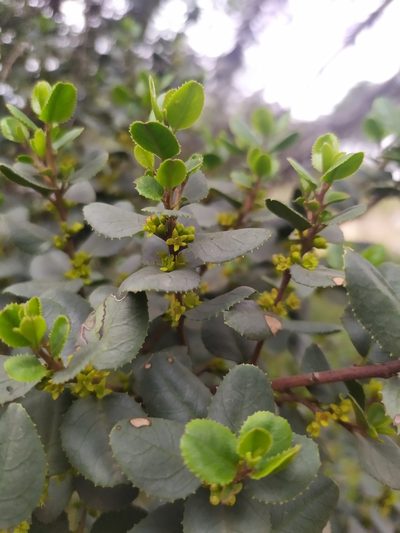 Rhamnus ludovici-salvatoris, photographed by carnifex