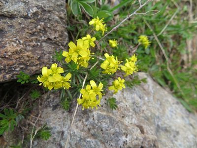 Draba aizoides, photographed by Marco Mussita