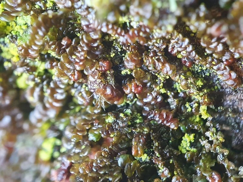 Frullania dilatata, photographed by Jonathan Hughes